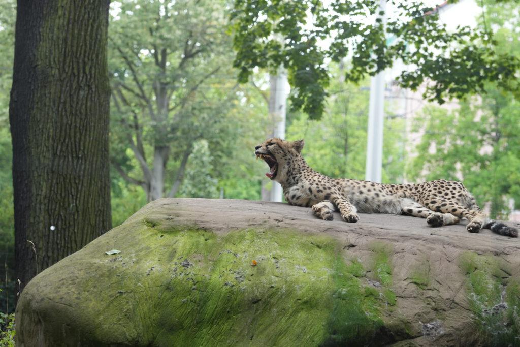 Zoo Dresden