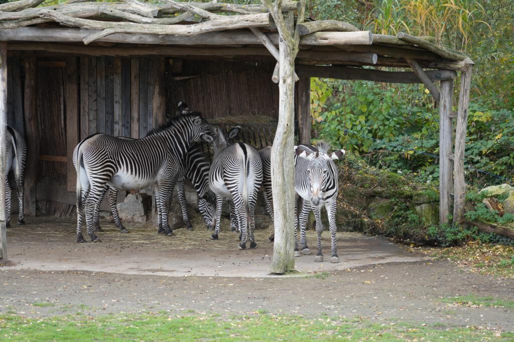 Zoo Leipzig