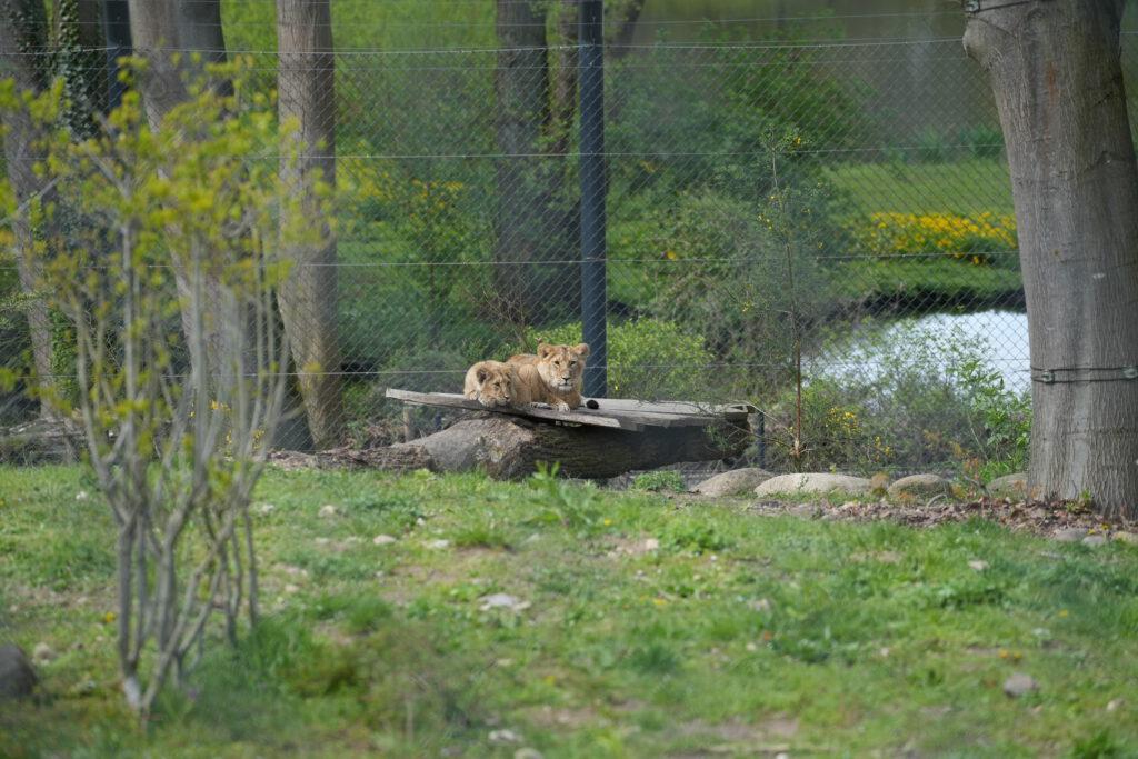 Zoo Schwerin