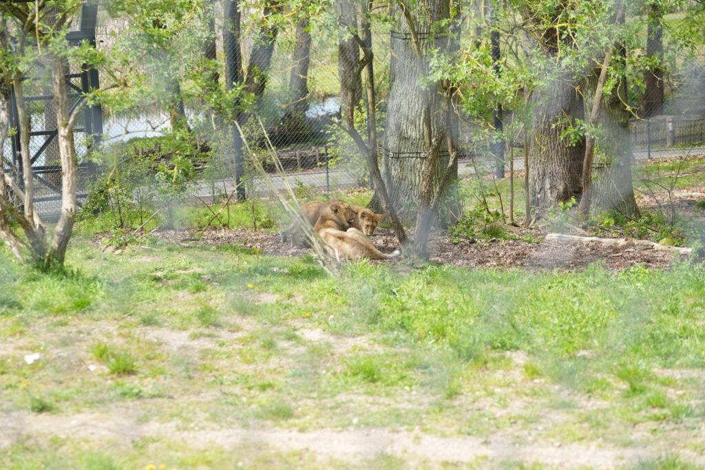 Zoo Schwerin
