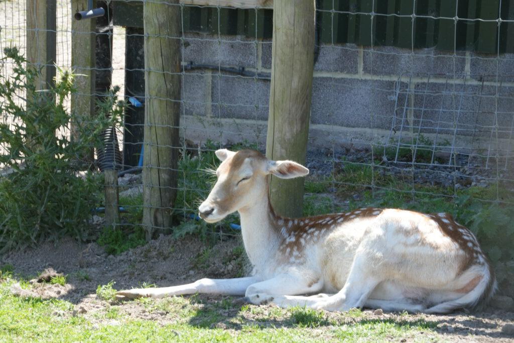 Axe Valley Wildlife Park
