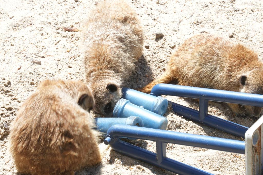 Axe Valley Wildlife Park