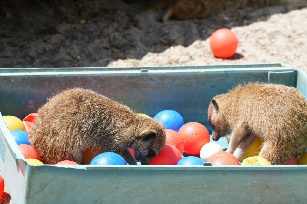 Axe Valley Wildlife Park