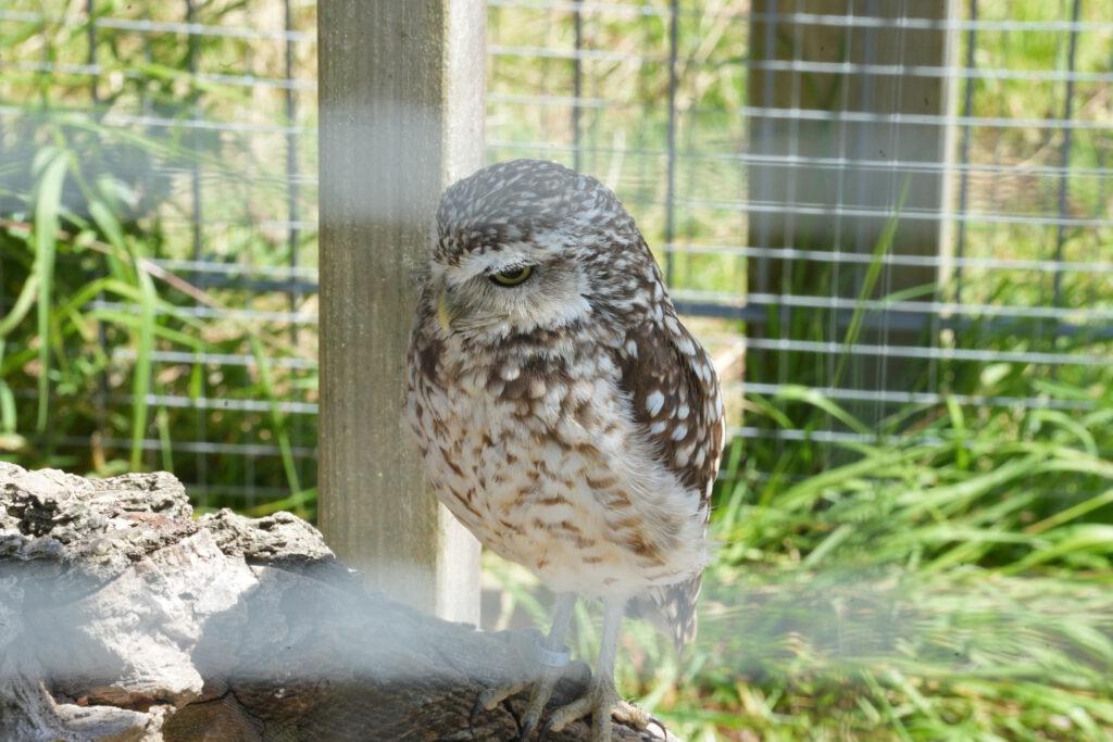 Axe Valley Wildlife Park