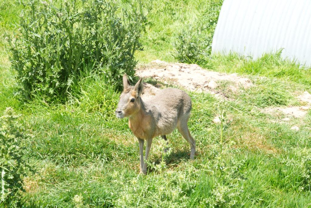 Axe Valley Wildlife Park