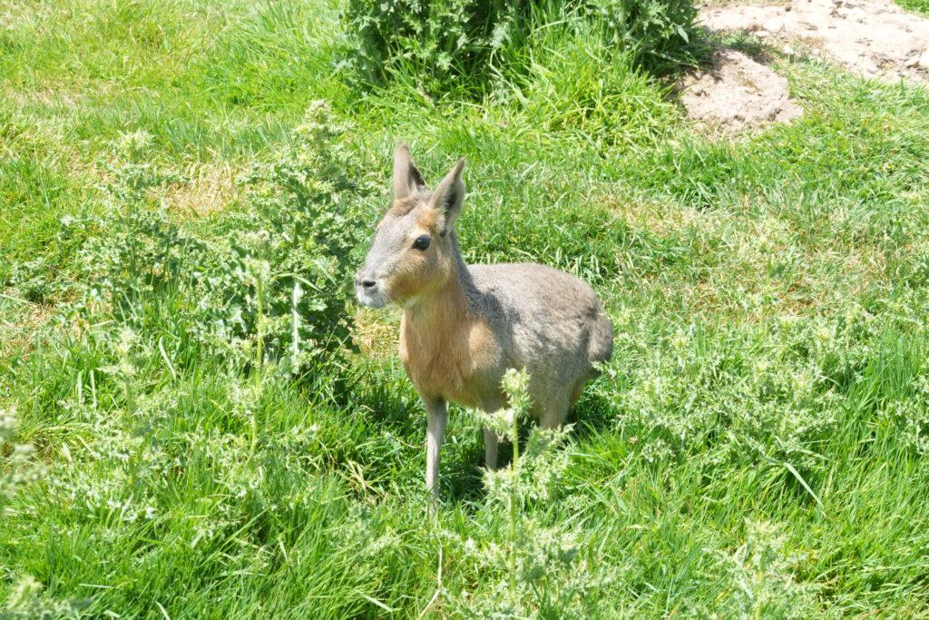 Axe Valley Wildlife Park