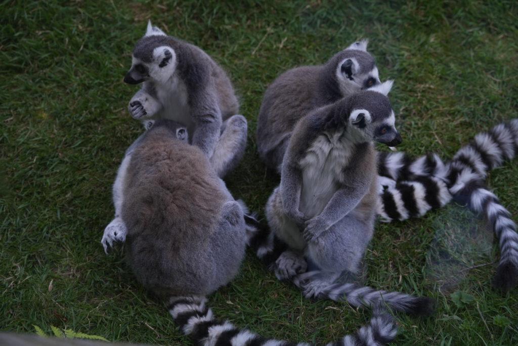 Axe Valley Wildlife Park