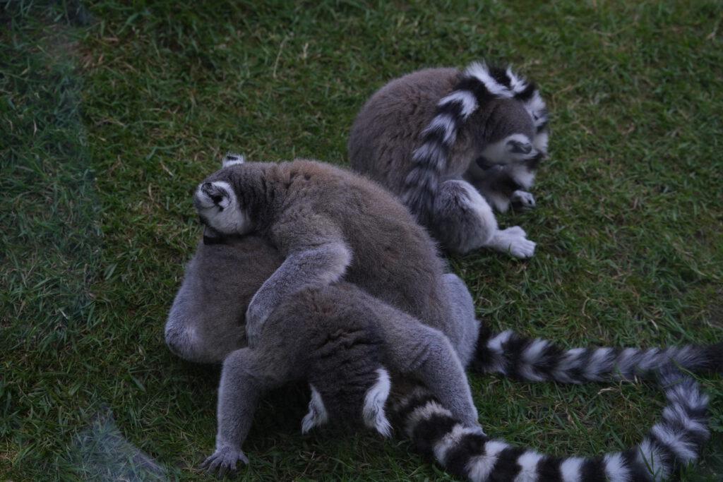 Axe Valley Wildlife Park