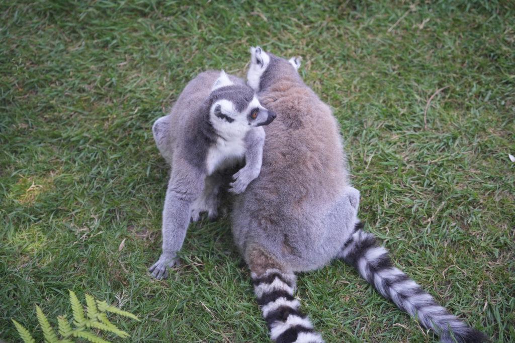 Axe Valley Wildlife Park