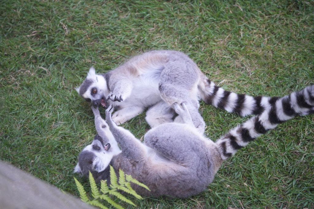 Axe Valley Wildlife Park