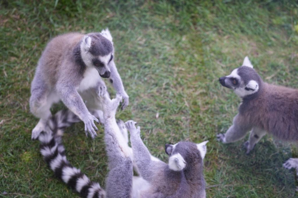 Axe Valley Wildlife Park