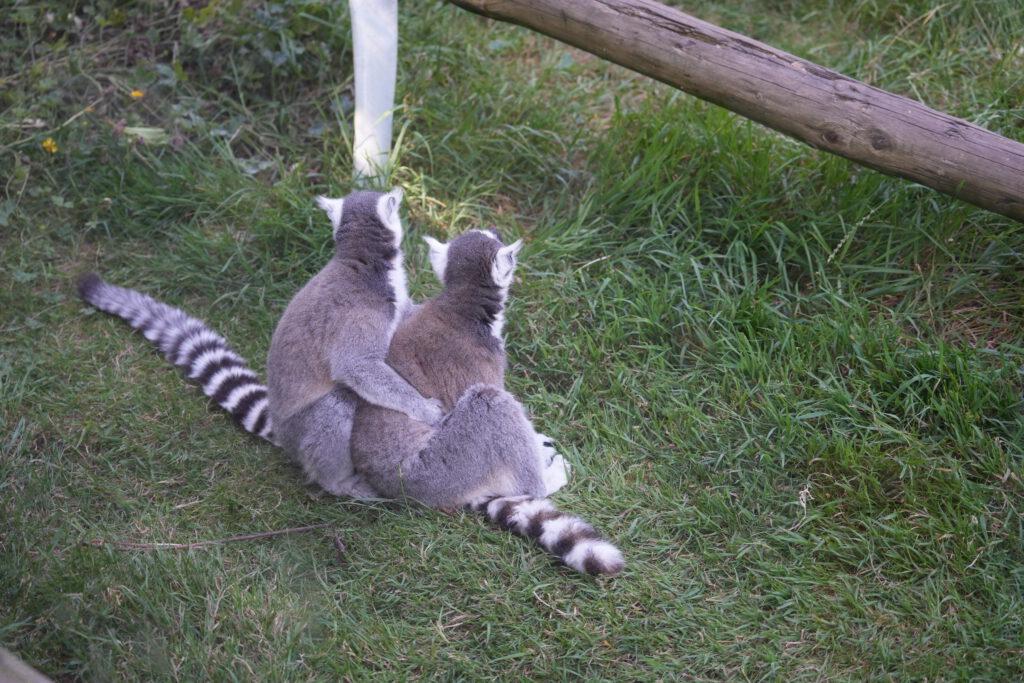 Axe Valley Wildlife Park