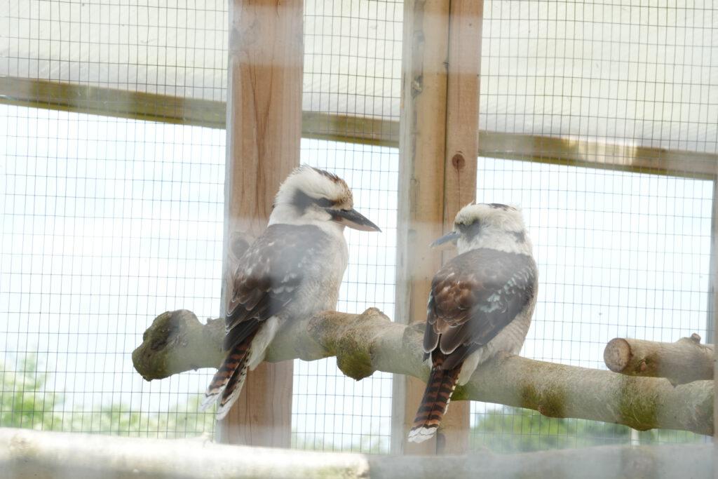 Axe Valley Wildlife Park