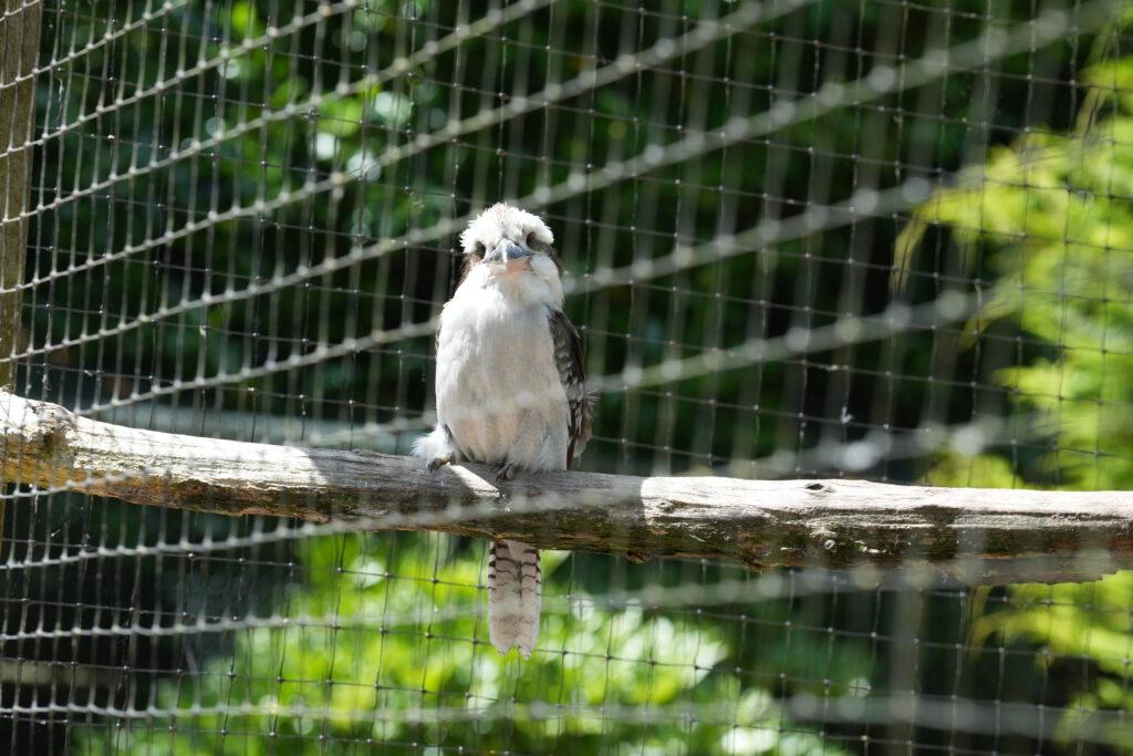 Axe Valley Wildlife Park