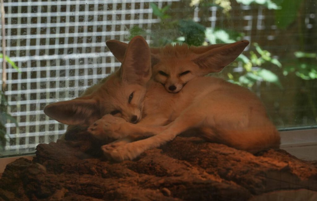 Axe Valley Wildlife Park