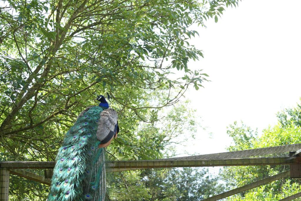 Axe Valley Wildlife Park