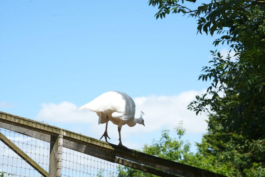 Axe Valley Wildlife Park
