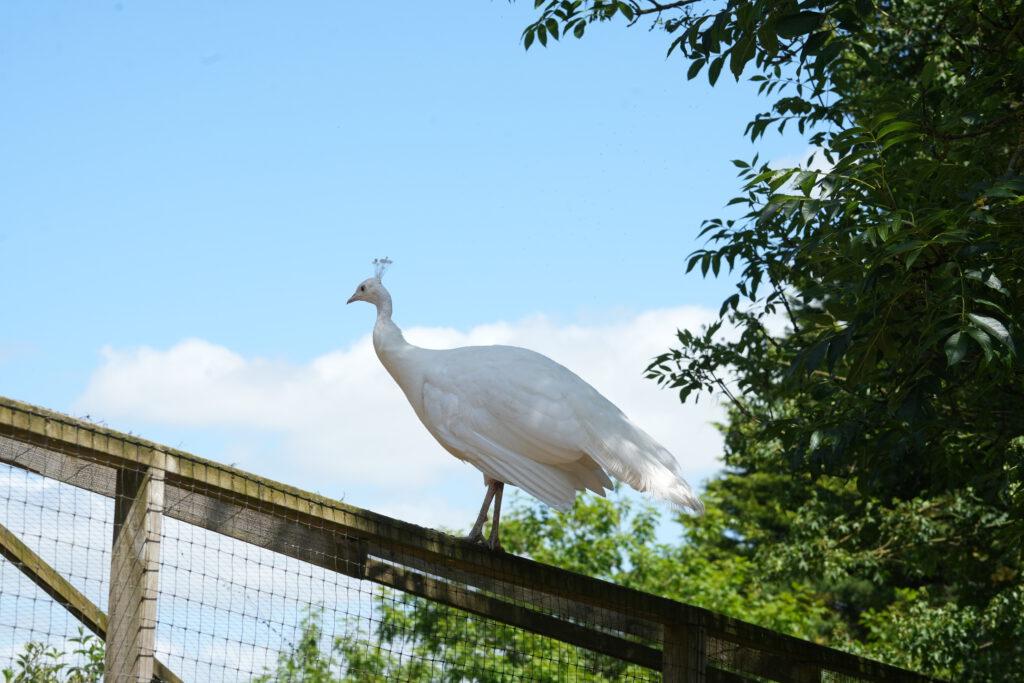 Axe Valley Wildlife Park