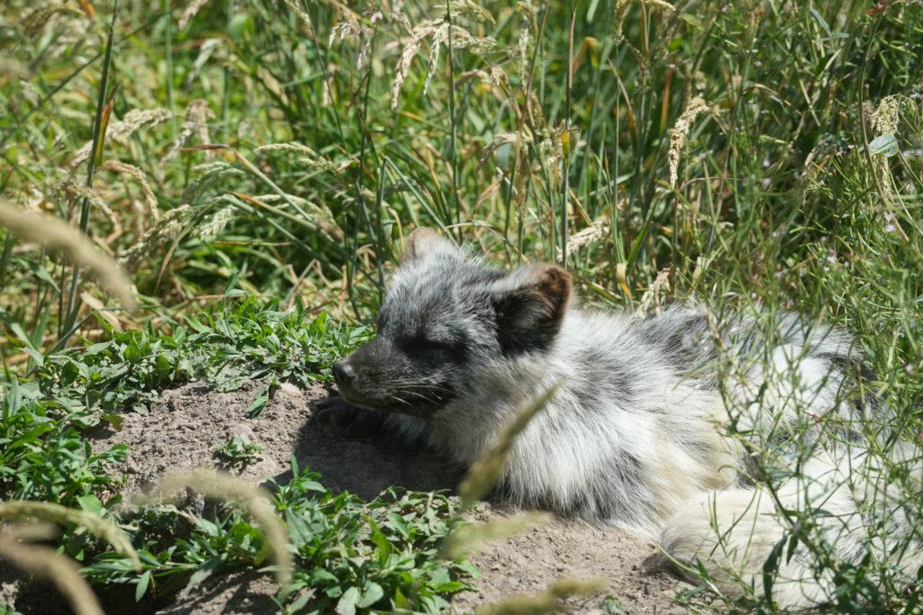 Axe Valley Wildlife Park
