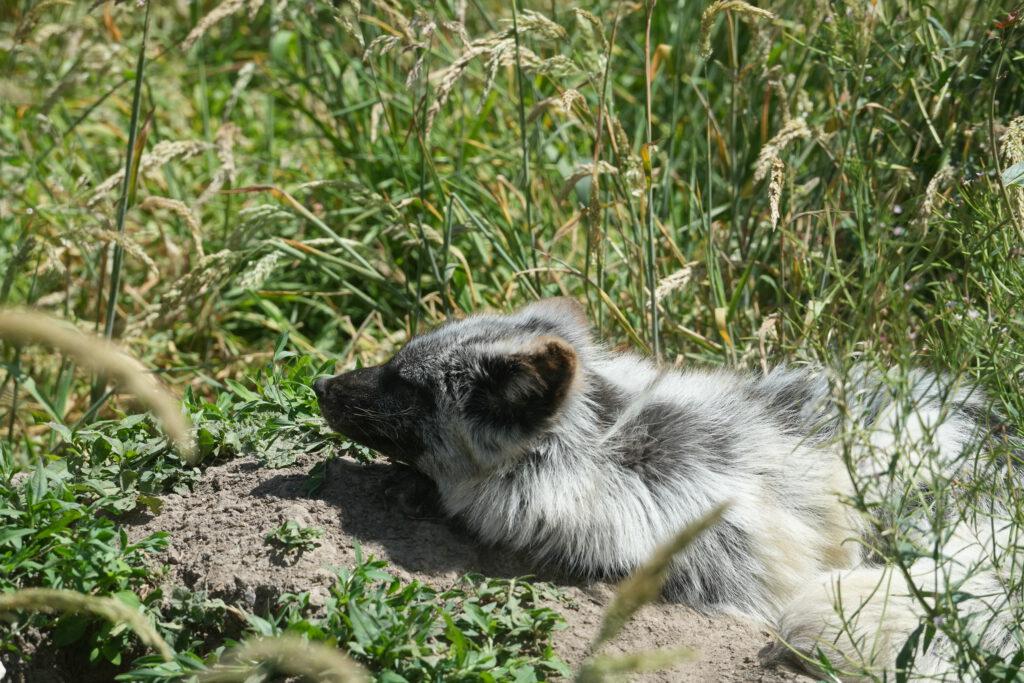 Axe Valley Wildlife Park