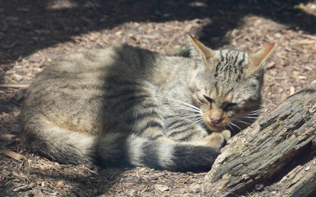 Axe Valley Wildlife Park