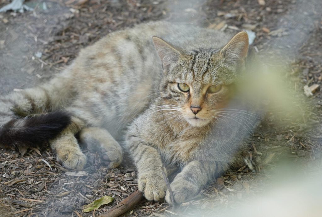 Axe Valley Wildlife Park