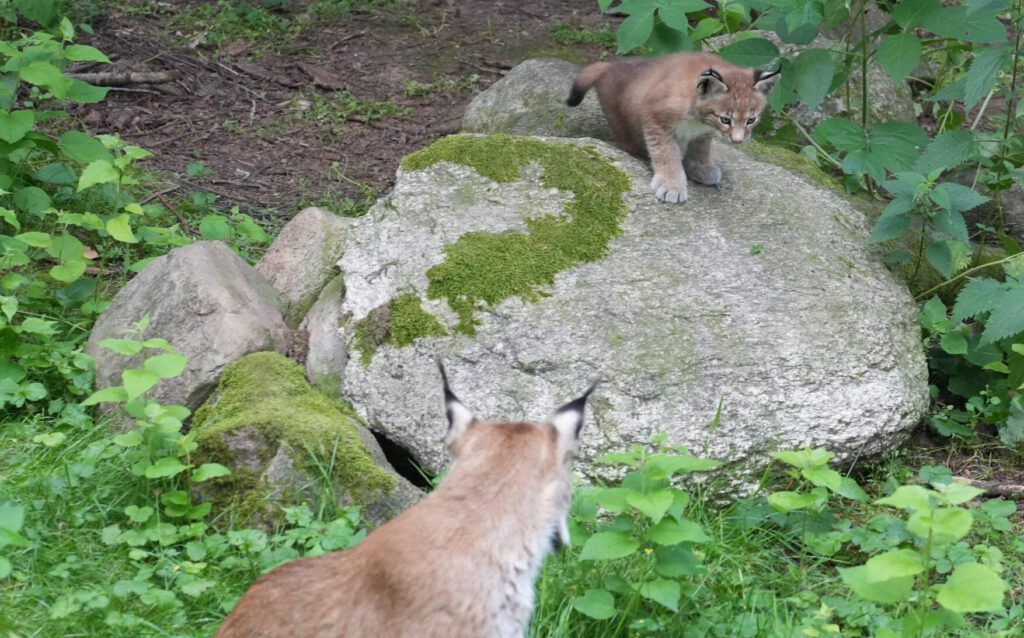 Wildpark Schwarze Berge