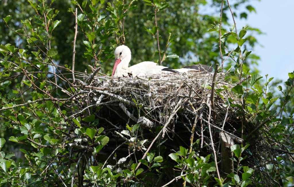 Vogelpark Marlow