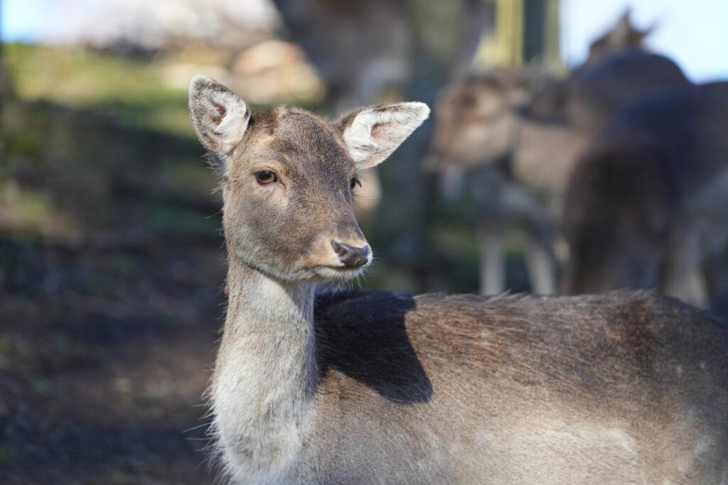 Wildpark Osterzgebirge