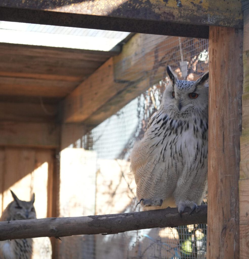 Wildpark Osterzgebirge
