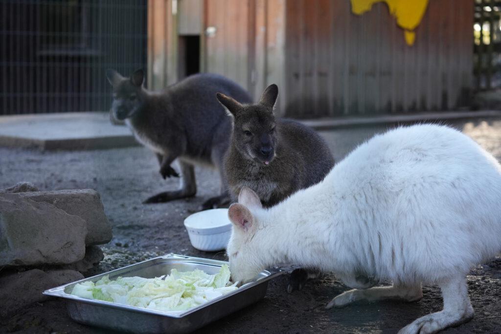 Wildpark Osterzgebirge