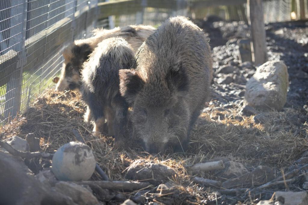 Wildpark Osterzgebirge