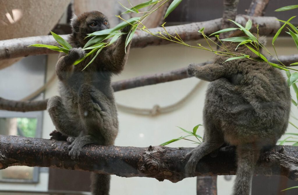 Zoo Köln