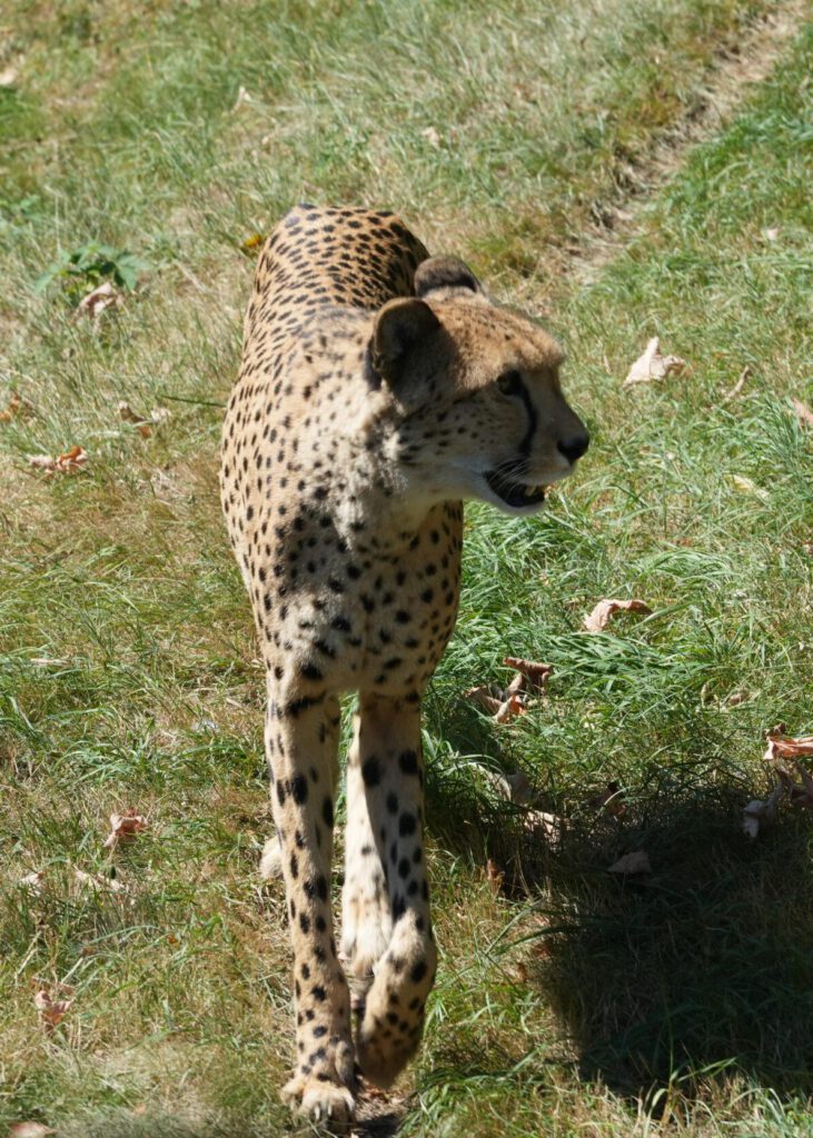 Zoo Köln
