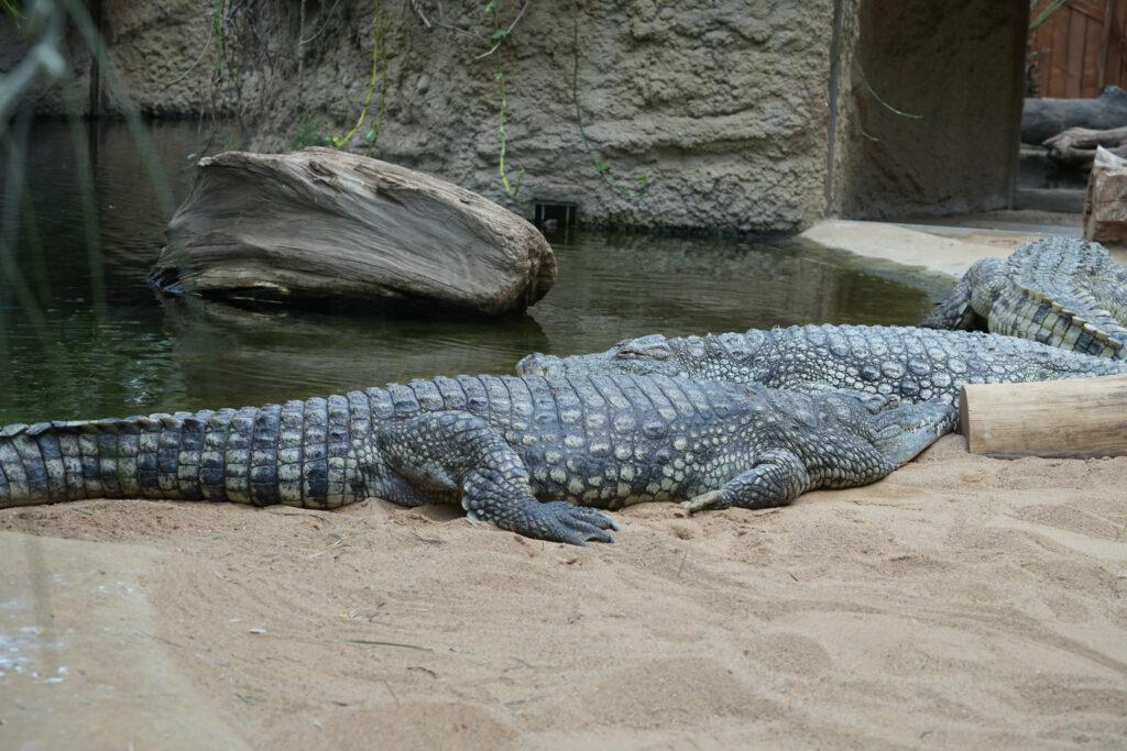 Zoo Köln