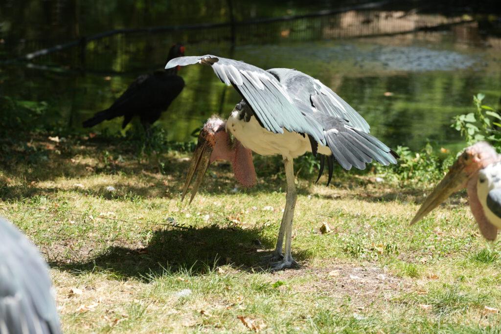 Zoo Köln