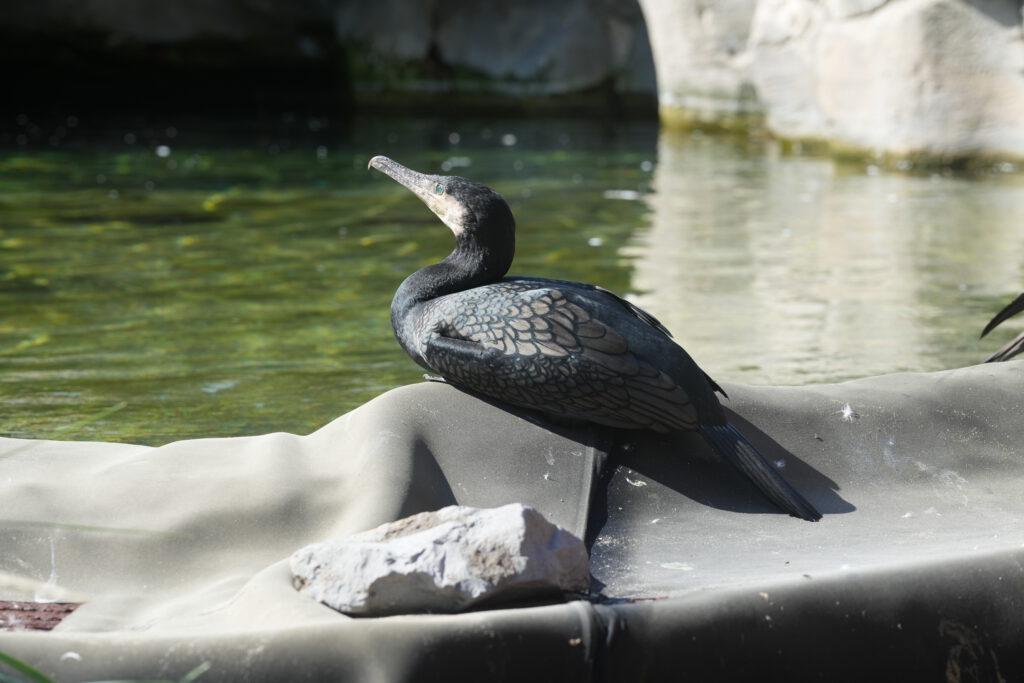Zoo am Meer