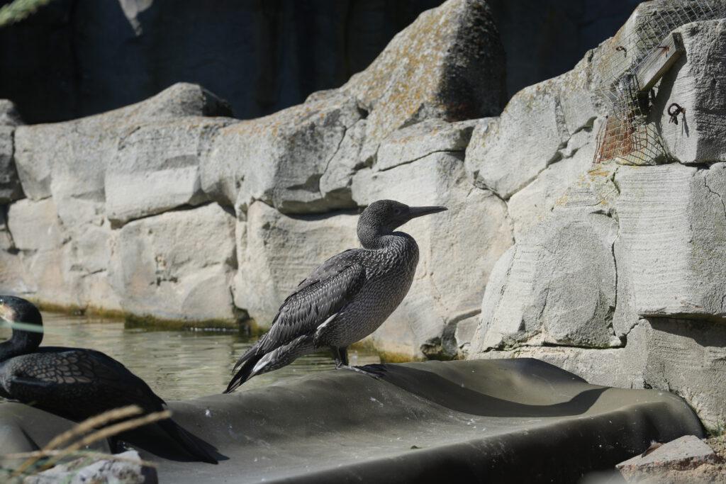 Zoo am Meer