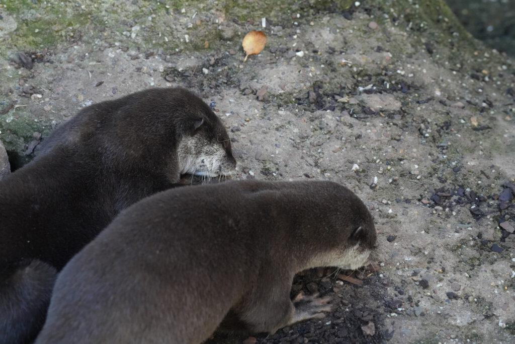 Zoo am Meer