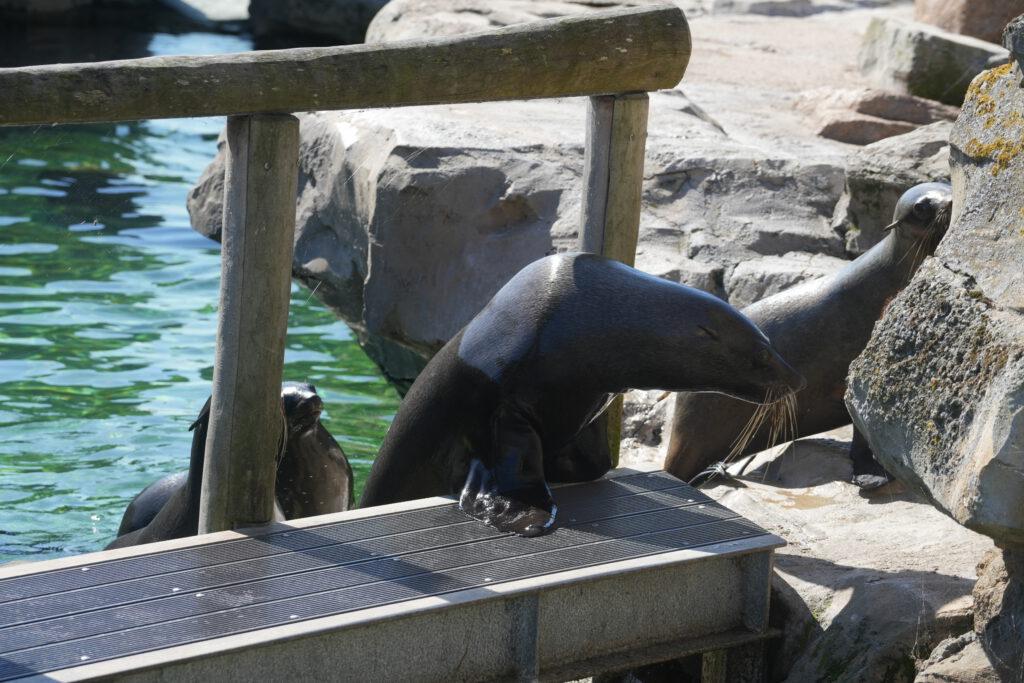 Zoo am Meer