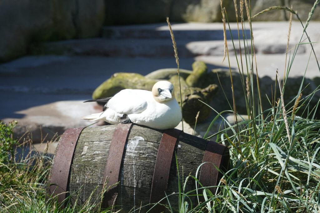 Zoo am Meer