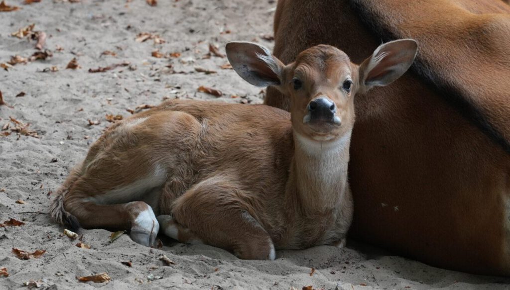 Zoo Dresden