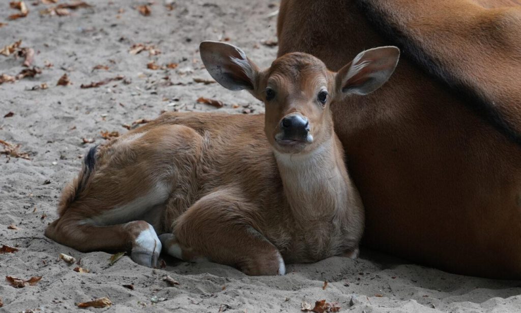 Zoo Dresden