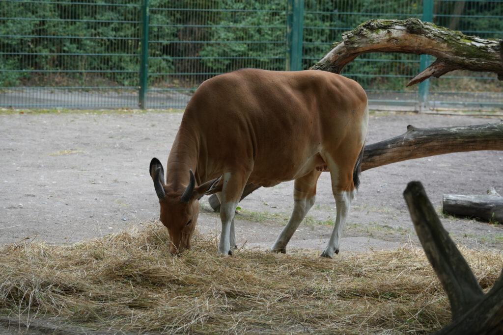 Zoo Dresden