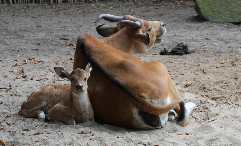 Zoo Dresden