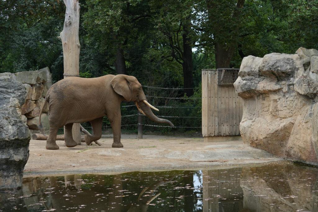 Zoo Dresden