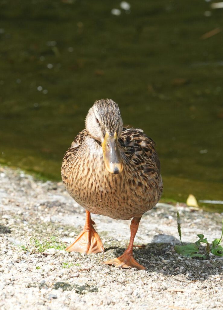 Zoo Dresden