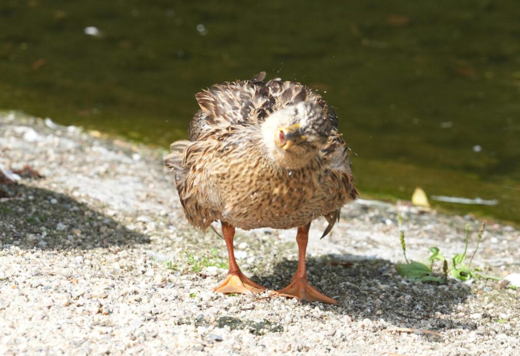 Zoo Dresden