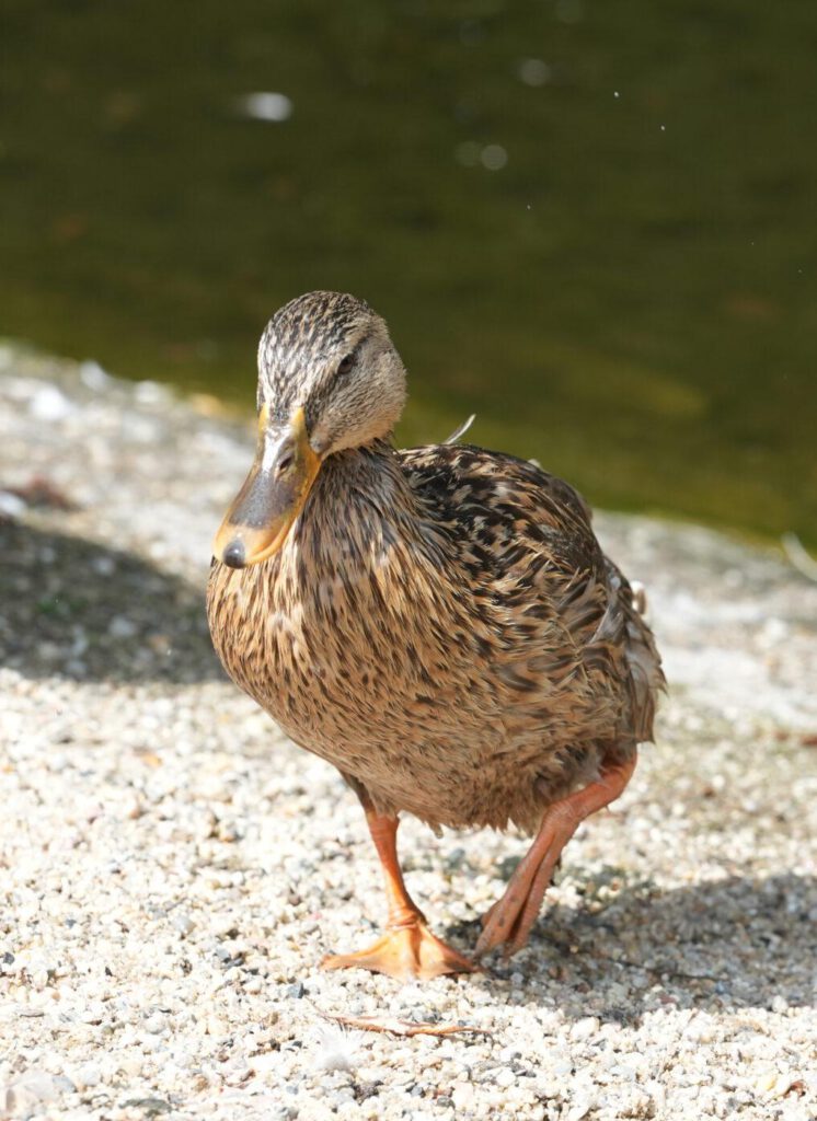 Zoo Dresden