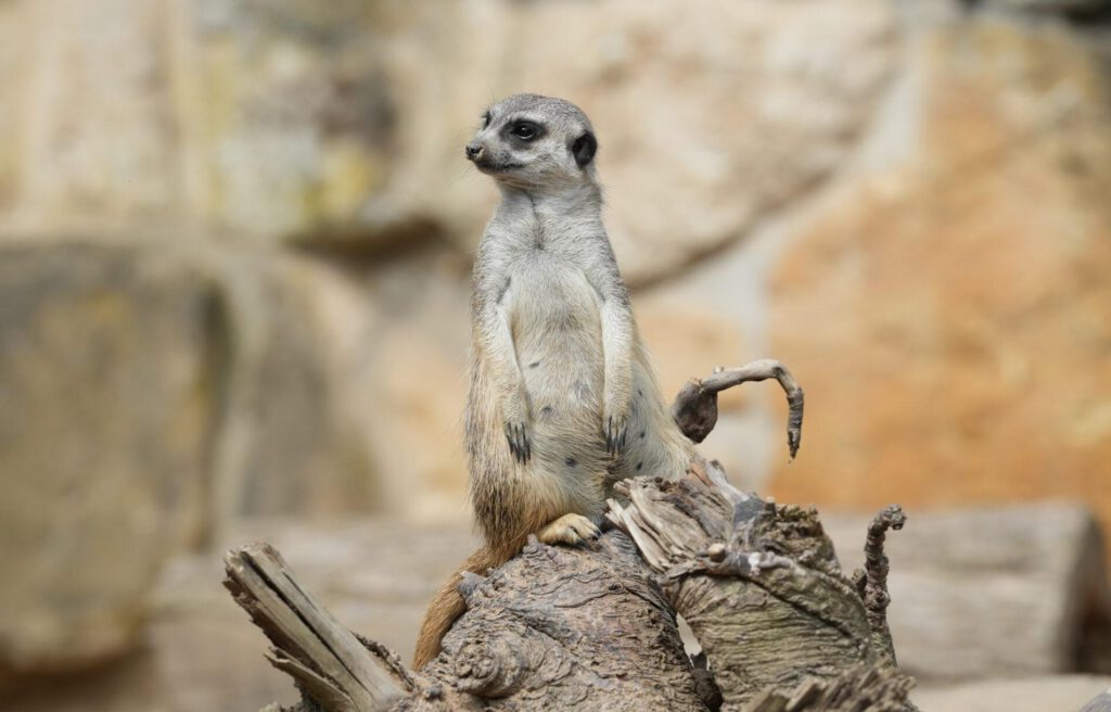 Zoo Dresden